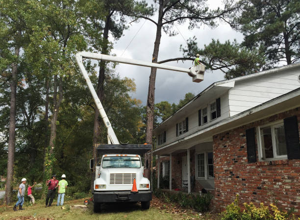 Best Tree Trimming and Pruning  in Helena, AL