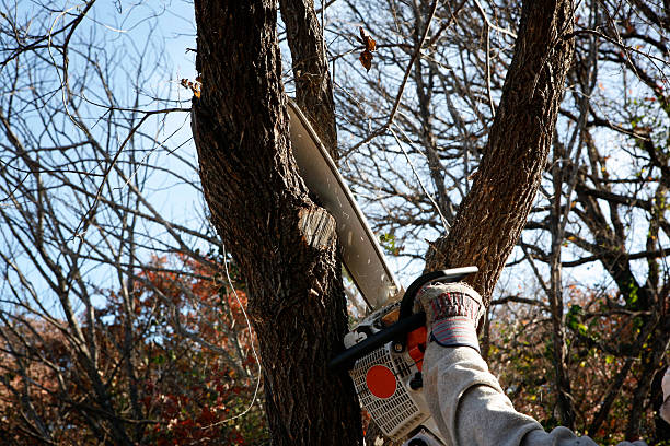 How Our Tree Care Process Works  in  Helena, AL