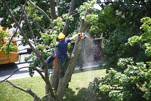 How Our Tree Care Process Works  in  Helena, AL