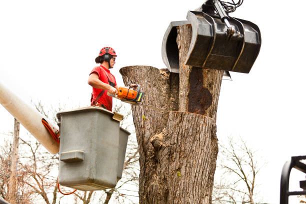 Best Tree Risk Assessment  in Helena, AL